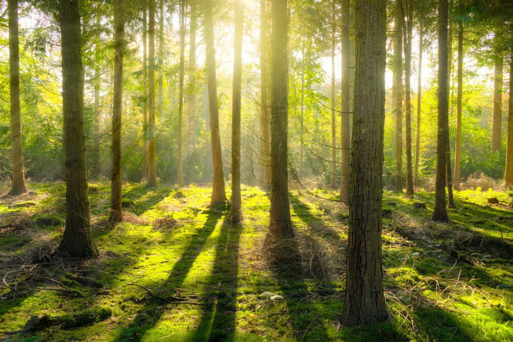 Studie: Die Deutschen sind eher besorgt um den Zustand der Wälder – aber engagieren sich bisher kaum im Waldschutz
