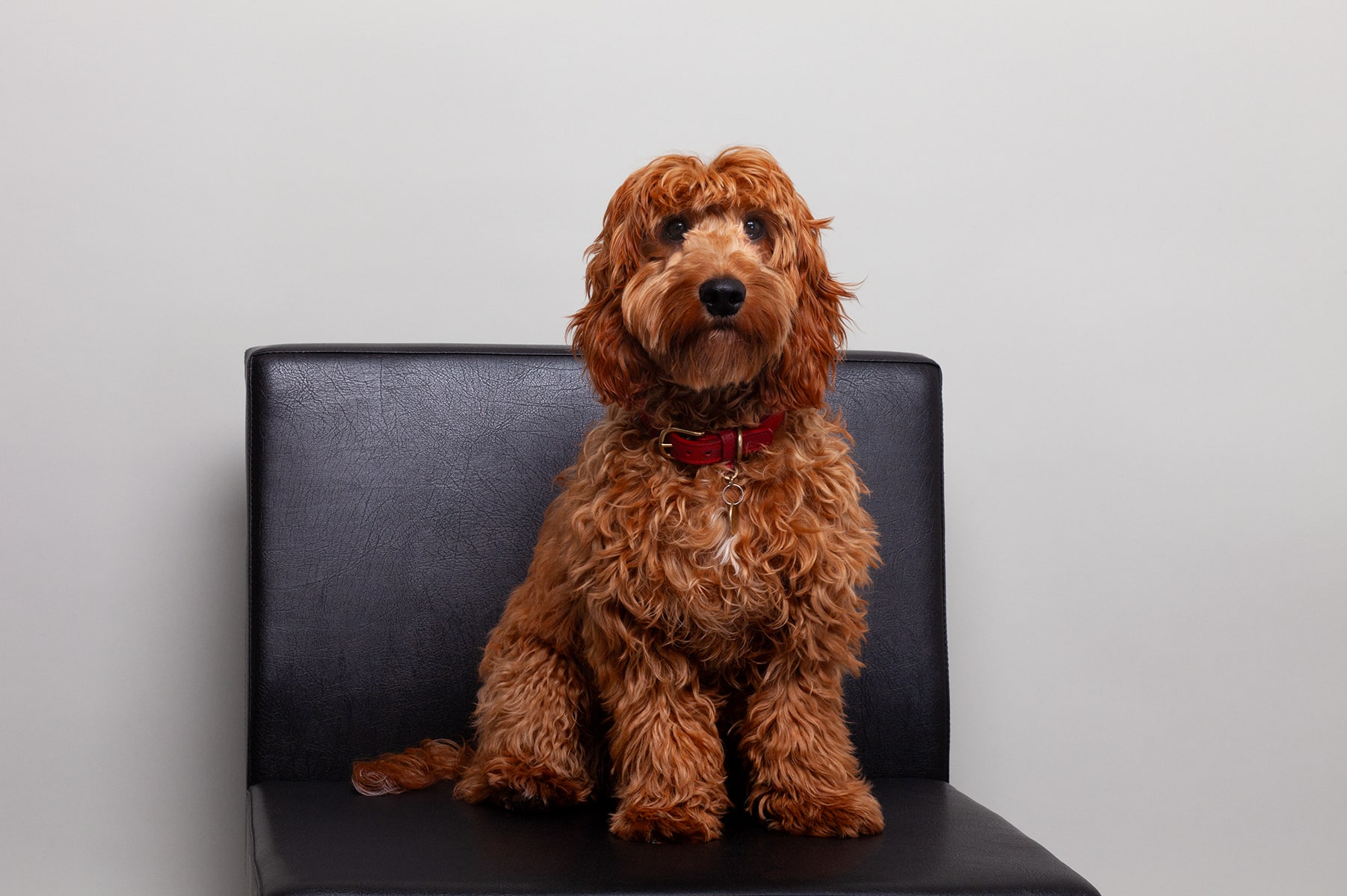 Milo – Office Dog